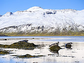 Harbor Seal (Harbour Seal, Common Seal, Phoca vitulina) near Djupavik in Iceland. The Westfjords (Vestfirdir) in the region Strandir. Euope, Northern Europe, Iceland
