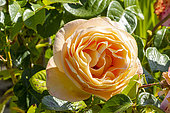 Hybrid Tea Rose, Rosa 'Bataclan' Breeder : Tantau (GER) 2003