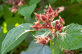 Wine Raspberry (Rubus phoenicolasius)