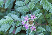 Ghost Bramble (Rubus thibetanus) 'Silver Fern', flowers