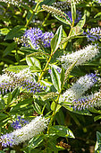 Hebe 'Miss E Fittall', flowers