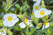 Cypriot Rock Rose (Cistus cyprius) 'Elma', flowers