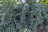 Ghost Bramble (Rubus thibetanus) 'Silver Fern'