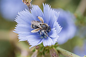 Long-horned bee (Eucera sp.) female on Common chicory (Cichorium intybus), Vaucluse, France