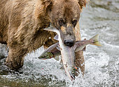 Alaska Peninsula brown bear (Ursus arctos horribilis) with a two salmon in his mouth. USA. Alaska. Katmai National Park.