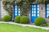 Boxwoods trimmed into a ball in a garden in summer, Brittany, France