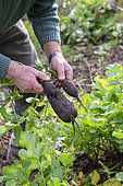 Black radish harvest, autumn, Moselle, France