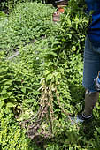 Removing invasive plants from a garden, summer, Pas de Calais, France