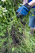 Weeding the garden, spring, Pas de Calais, France