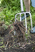 Root removal in a garden, spring, Pas de Calais, France
