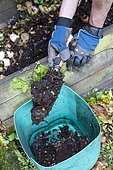 Using compost in the garden, spring, Pas de Calais, France