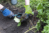 Planting a rhubarb 'Victoria' in a garden, spring, Pas de Calais, France