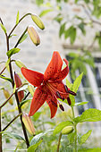 Fleur de Lys rouge dans un jardin, été, Pas de Calais, France