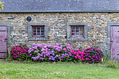 Hydrangea (Hydrangea sp) in bloom on a stone façade, summer, Finistère, Brittany, France