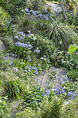 Agapanthus in a bed, summer, Finistère, France