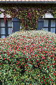 Cotoneaster in fruit, autumn, Somme, France
