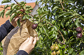 Bagging the best pears with kraft paper bags (recycling), to protect them, summer, Pas de Calais, France