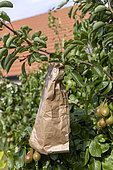 Bagging the best pears with kraft paper bags (recycling), to protect them, summer, Pas de Calais, France
