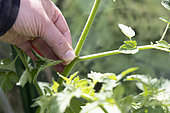 Removal of a "sucker" on a tomato plant, summer, Pas de Calais, France