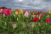 Champ de tulipes, printemps, Pas de Calais, France