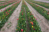 Champ de tulipes, printemps, Pas de Calais, France