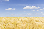 Barley field, spring, Pas de Calais, France