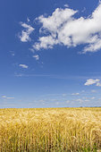Barley field, spring, Pas de Calais, France