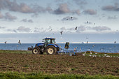 Farmer stubble ploughing his field, Côte d'Opale, Pas de Calais, France