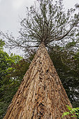 Sequoia, été, Pas de Calais, France