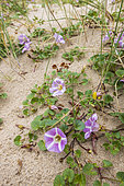 Beach Morningglory (Calystegia soldanella) in bloom on sand, Pas-de-Calais, France