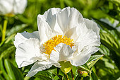 Herbaceous peony (Paeonia lactiflora) 'Krinkled White' Breeder : Brand 1928, flower