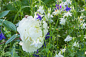 Herbaceous peony (Paeonia lactiflora) 'Alice Harding', flower