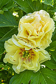 Intersectional Paeonia (Paeonia itoh) 'Canary Brilliants' Breeder : Anderson (USA) 1999, flowers