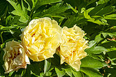 Intersectional Paeonia (Paeonia itoh) 'Canary Brilliants' Breeder : Anderson (USA) 1999, flowers