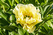 Intersectional Paeonia (Paeonia itoh) 'Canary Brilliants' Breeder : Anderson (USA) 1999, flower