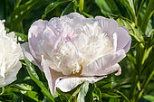 Herbaceous peony (Paeonia lactiflora) 'Alice Crousse' Obtenteur : Calot 1872, flower