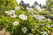Herbaceous peony (Paeonia lactiflora) 'Gardenia' Breeder : Lins (USA) 1955, in bloom