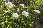 Herbaceous peony (Paeonia lactiflora) 'Alice Crousse' Obtenteur : Calot 1872, in bloom