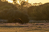 Andalusian horse grazing at sunset near El Rocio village, Donana National & Natural Park, Andalusia, Spain.
