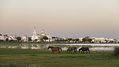 Horses in front of the village of El Rocio, Huelva, Andalusia, Spain.