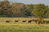 Red deer (Cervus elaphus hispanicus), Donana National & Natural Park, Andalusia, Spain.