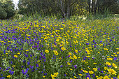 Wildflowers, Donana National & Natural Park, Andalusia, Spain.