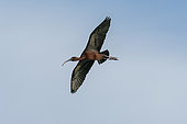 Glossy ibis (Plegadis falcinellus) in flight, Donana National & Natural Park, Andalusia, Spain.