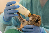 Antonio Rivas Salvador, coordinator of the breeding center, feeds a 25 days old iberian lynx cub (Lynx pardinus) in the incubator room, Centro de Cría del Lince Ibérico El Acebuche, Donana National Park, Andalusia, Spain.