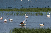 Great Flamingos (Phoenicopterus roseus), Donana National & Natural Park, Andalusia, Spain.