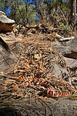 Knobloch's mountain kingsnake (Lampropeltis knoblochi ex pyromelana), Chiricahua mountains. Arizona