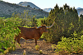 Vache Longhorn, S.E. Arizona, USA