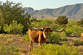 Vache Longhorn, S.E. Arizona, USA