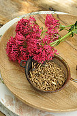 Red valerian (Centranthus ruber) flowers, roots for infusion and decoction, soothing, promotes sleep