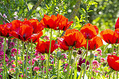 Opium poppy (Papaver somniferum) 'Le Géant', flowers